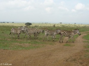 Kenya_Zebras