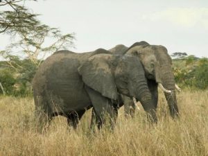Elefanten sind intelligente Tiere und leben in komplexen Sozialverbänden ~ Foto: NABU/Barbara Maas