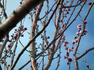Erste Mandelblüten auf dem Pfälzer Mandelpfad