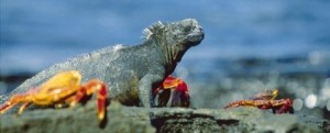 Zurück in die Urzeit - Wandern auf Galápagos