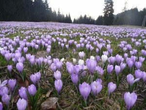 Leuchtender Alpenfrühling