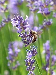 BUND-Ökotipp: Gefährdete Wildbienen schützen