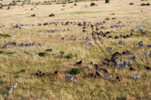 Die Tierwanderung in der Masai Mara hat begonnen