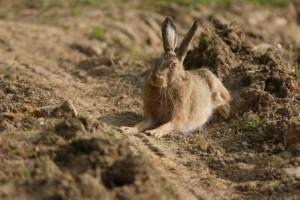 Löffel, Lichter und eine weiße Blume - Feldhasen-Schule: Das große Osterhasen-Lexikon