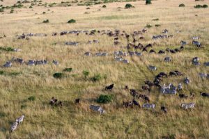 Die Tierwanderung in der Masai Mara hat begonnen