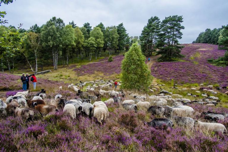 Historische Wanderwege durch Niedersachsens schönste Landschaften ...